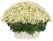Цветочная композиция из Ромашки в корзине #REPLACE_PRED# Нахабино